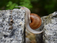 Schnecke überwindet Fels